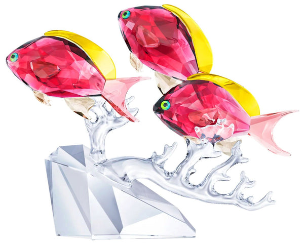 Swarovski Anthias Fish Trio Figurine Crystal Ocean 5 3/8 x 6 7/8 x 1 7/8 inches 5428652 - WAB - Shipping Dept.