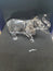 Swarovski Rare Encounters Elephant Clear Crystal Figurine 5266336 - WAB - Shipping Dept.